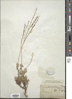 Eriogonum wrightii var. trachygonum image