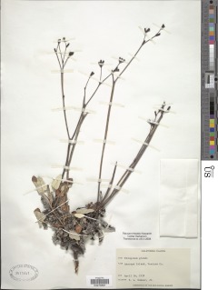 Eriogonum grande var. grande image