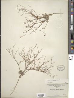 Eriogonum mohavense image