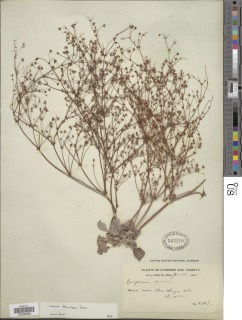 Eriogonum thurberi image
