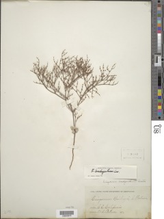 Eriogonum brachyanthum image