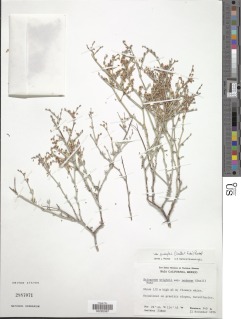 Eriogonum wrightii var. nodosum image