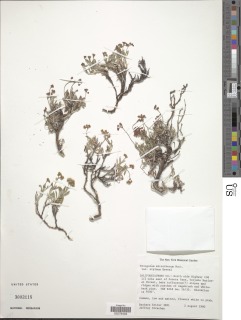 Eriogonum microtheca var. alpinum image