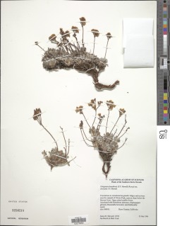 Eriogonum breedlovei image