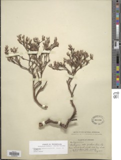 Eriogonum sphaerocephalum image
