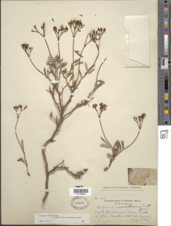 Eriogonum microtheca var. ambiguum image