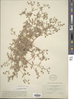Eriogonum gossypinum image