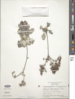 Eriogonum giganteum var. compactum image
