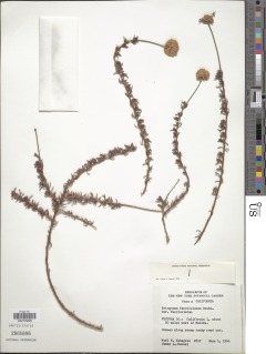 Eriogonum fasciculatum var. fasciculatum image