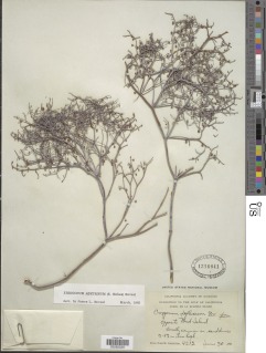 Eriogonum austrinum image