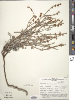 Eriogonum panamintense image