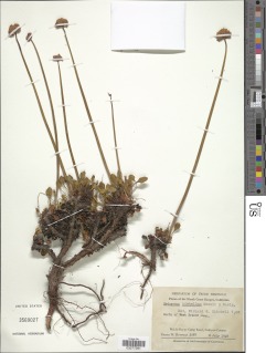 Image of Eriogonum hirtellum