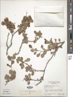 Eriogonum orcuttianum image