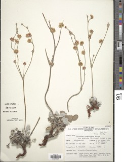 Eriogonum mensicola image