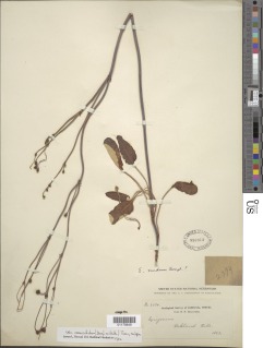 Eriogonum nudum var. auriculatum image