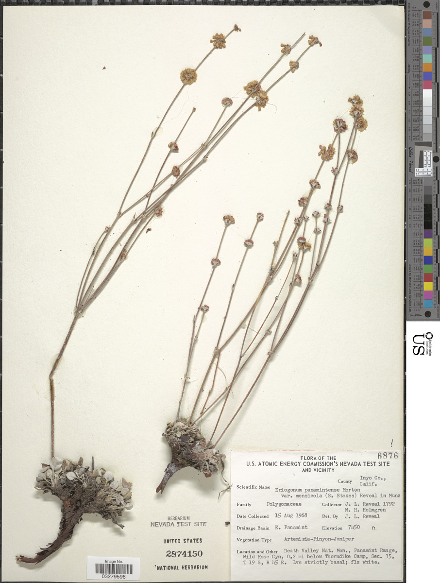 Eriogonum mensicola image