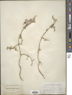 Eriogonum plumatella image