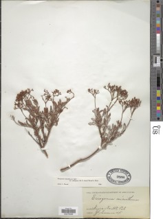 Eriogonum microtheca var. ambiguum image