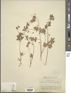 Geranium retrorsum image