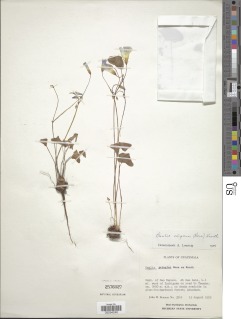 Image of Oxalis alpina