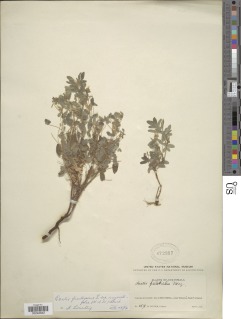 Oxalis frutescens image