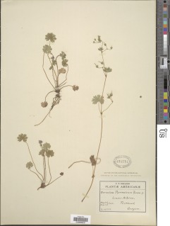Image of Geranium pyrenaicum