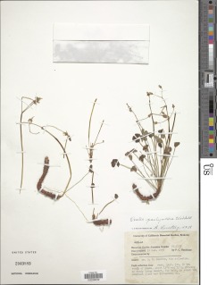 Image of Oxalis pachyrrhiza
