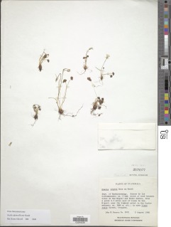 Oxalis alpina image