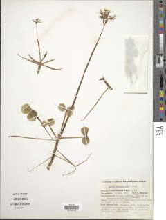 Image of Oxalis peduncularis