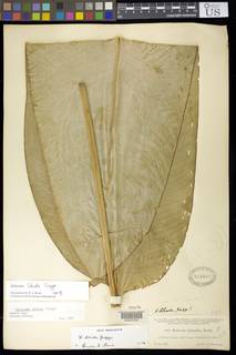 Heliconia librata image