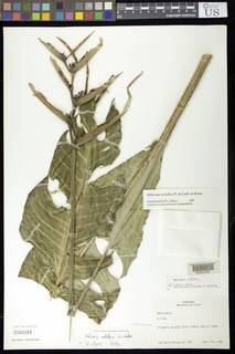 Heliconia metallica image