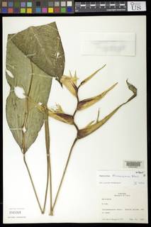 Heliconia thomasiana image