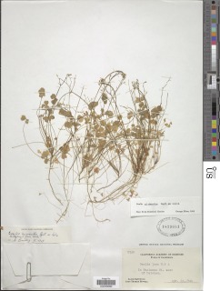 Oxalis micrantha image