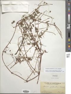 Geranium seemannii subsp. seemannii image