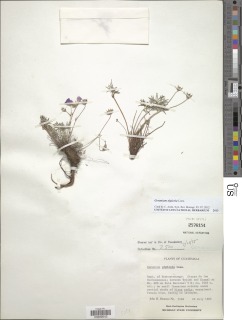 Geranium alpicola image