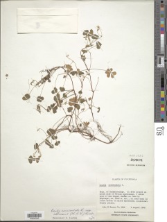 Oxalis albicans subsp. albicans image