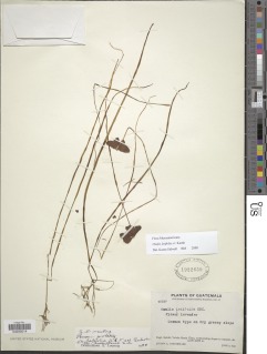 Oxalis latifolia subsp. galeottii image