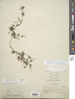 Geranium seemannii subsp. repens image