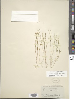 Sclerolinon digynum image