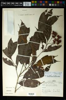 Image of Rhabdophyllum arnoldianum