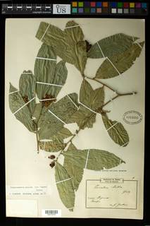 Campylospermum glaucum image