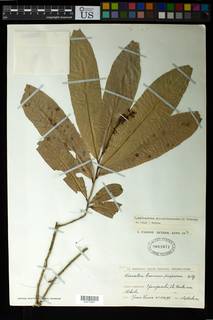 Campylospermum flavum image