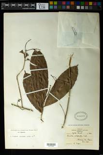 Image of Rhabdophyllum calophyllum