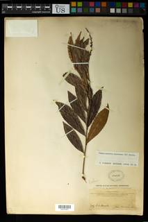 Campylospermum squamosum image
