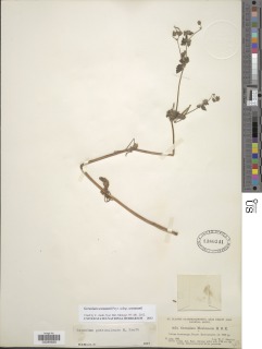 Geranium seemannii subsp. seemannii image