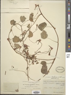Tropaeolum moritzianum image