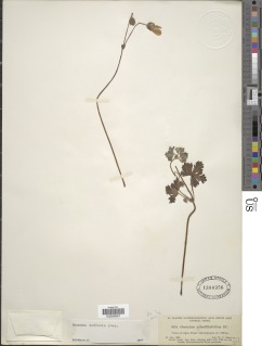 Geranium andicola image
