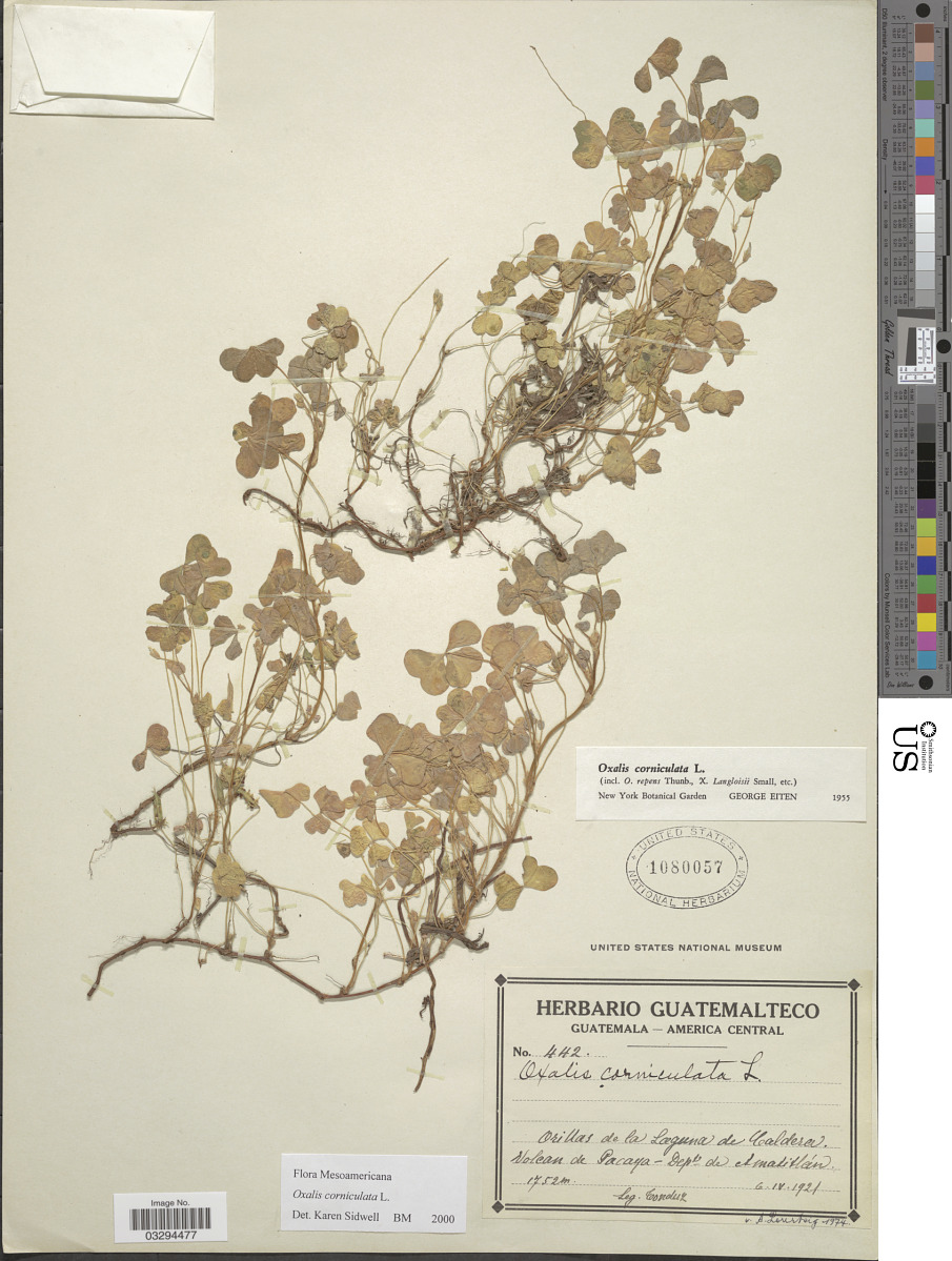 Oxalidaceae image