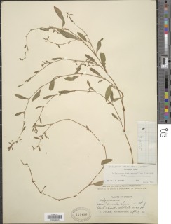 Image of Polygonum heterophyllum