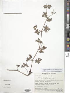 Geranium seemannii subsp. repens image